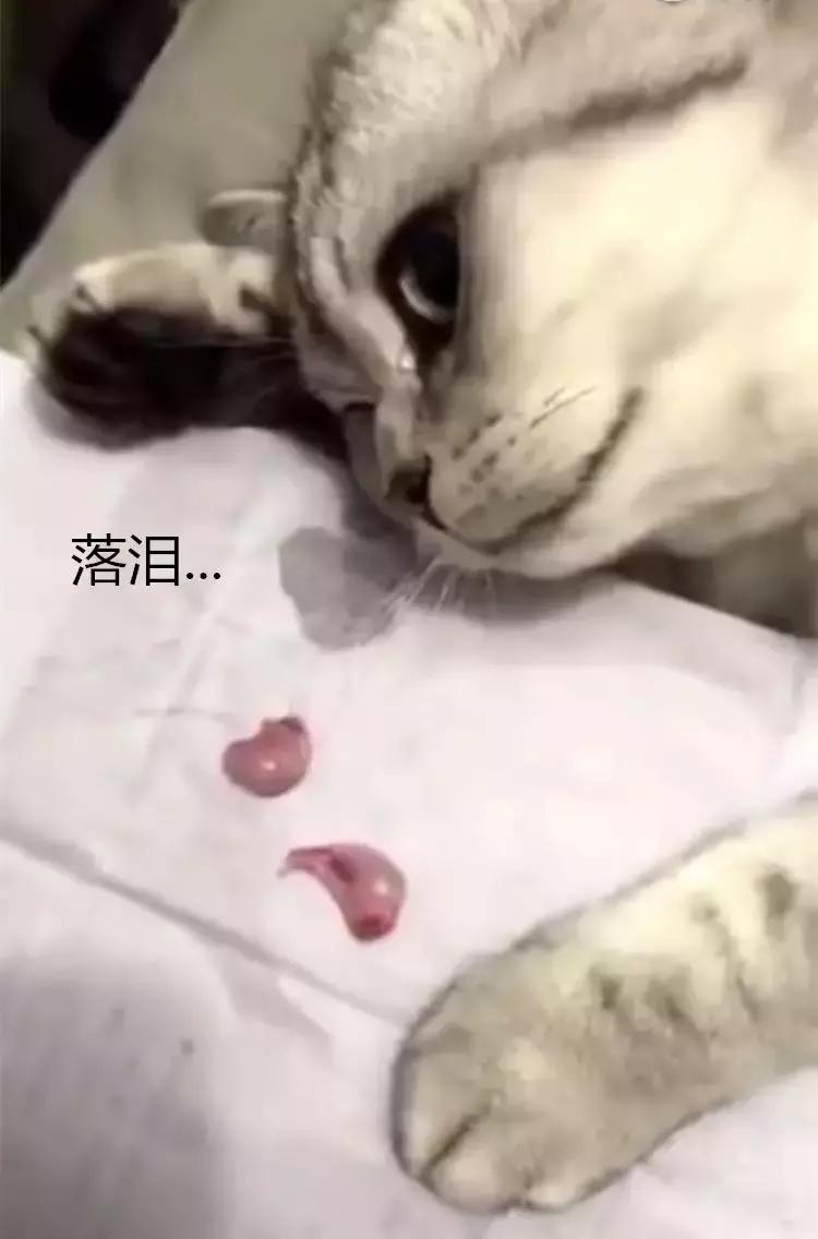 猫咪被割了怎么还有一个蛋,猫咪被割后脾气暴躁了