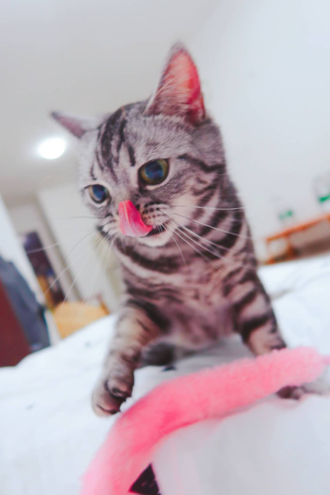 猫咪平时高冷突然变黏人是为什么,猫咪高冷不粘人怎么办