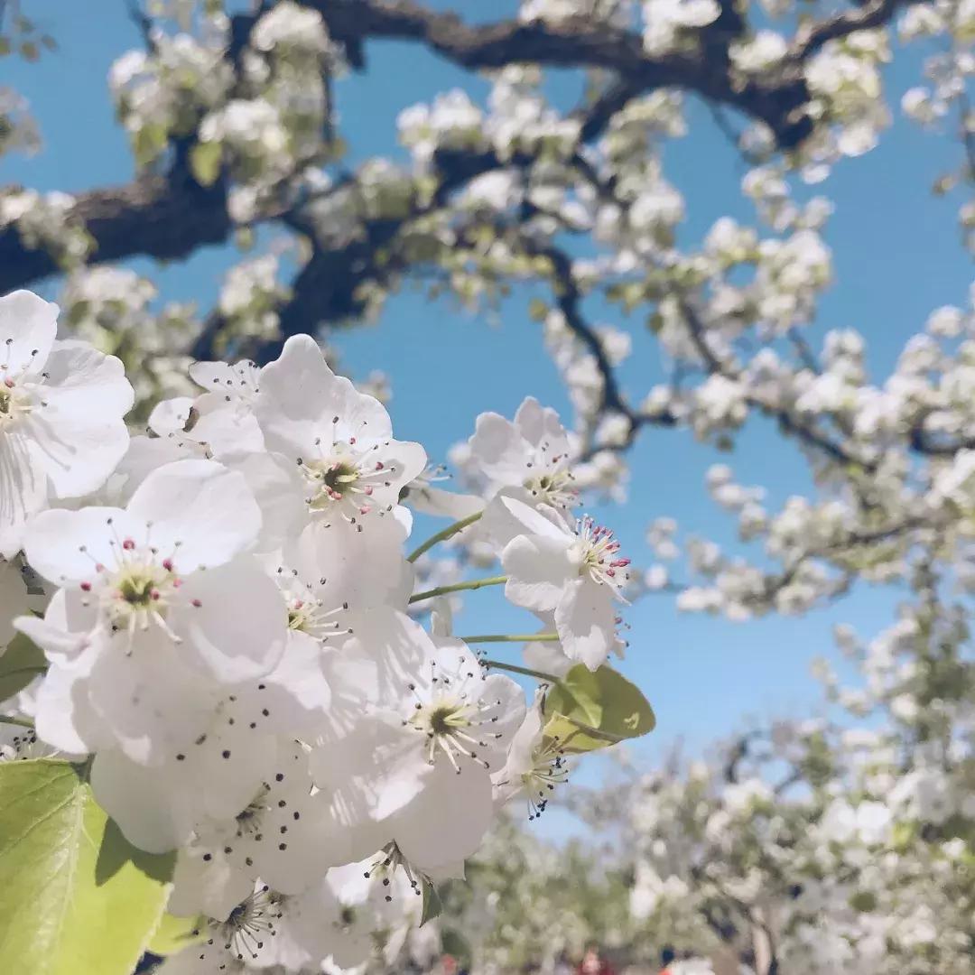 澳洲伊索tacit香水,澳洲伊索好用吗