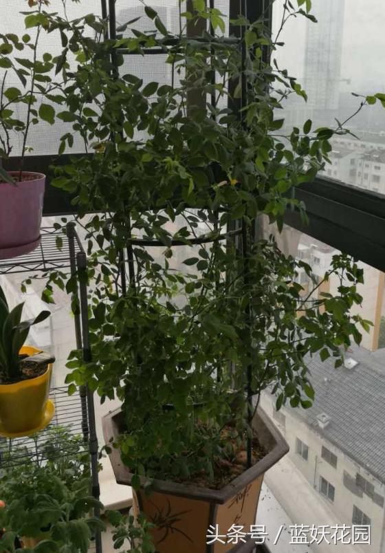 刚买回来的月季种下去枯萎怎么办,刚买回来的月季晒了怎么补救