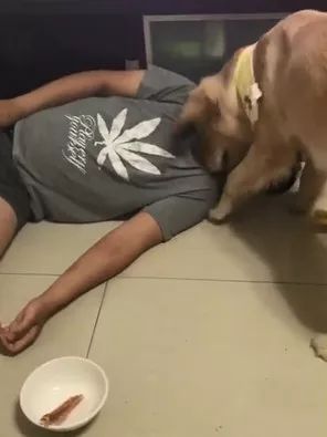 铲屎官奋不顾身保护宠物,铲屎官和狗日常行为