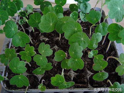 在贫瘠的土地上开出花,金莲花的浇水方法