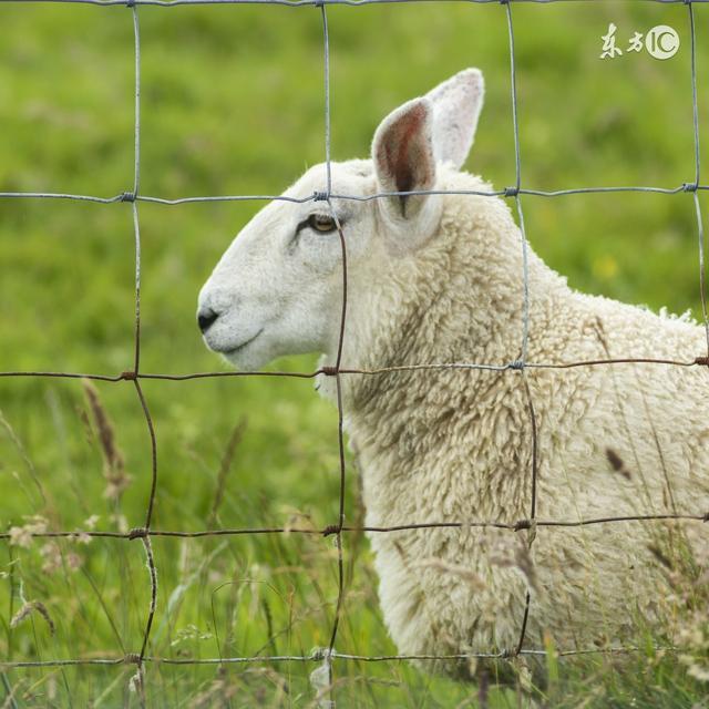 生肖羊一生的心思,生肖羊这辈子最需要的是什么