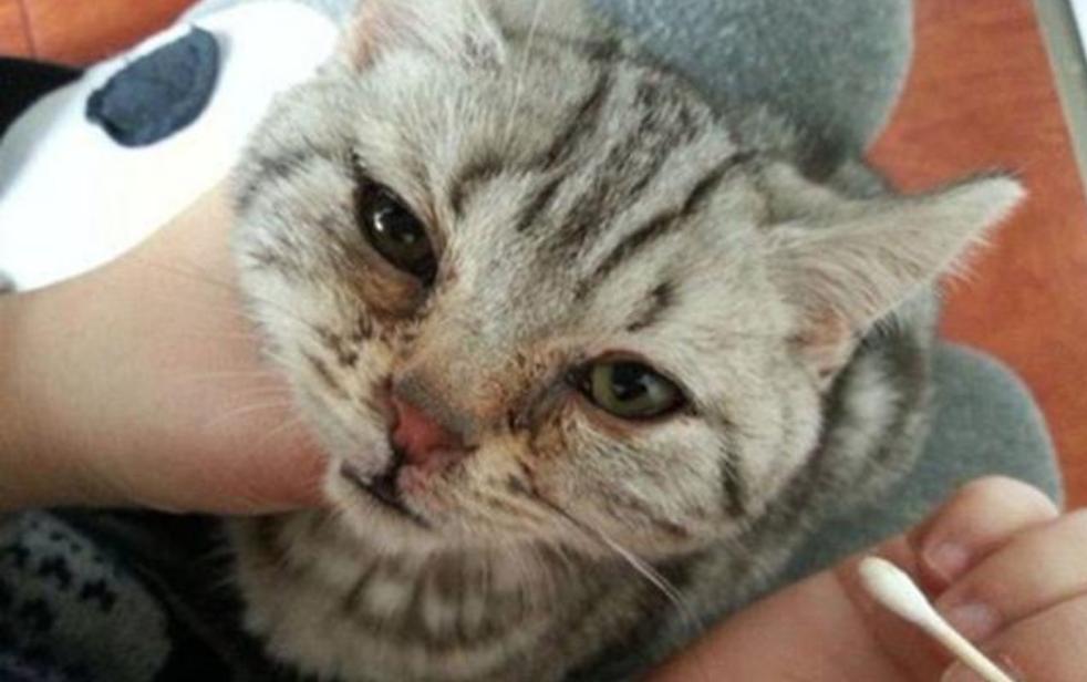 猫咪一直流眼泪是怎么回事怎么办,猫咪一直流眼泪有什么有效的方法