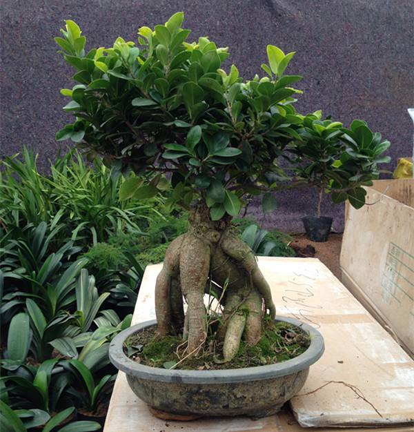 金钱榕树怎么能长得又大又旺,榕树和摇钱树有什么区别