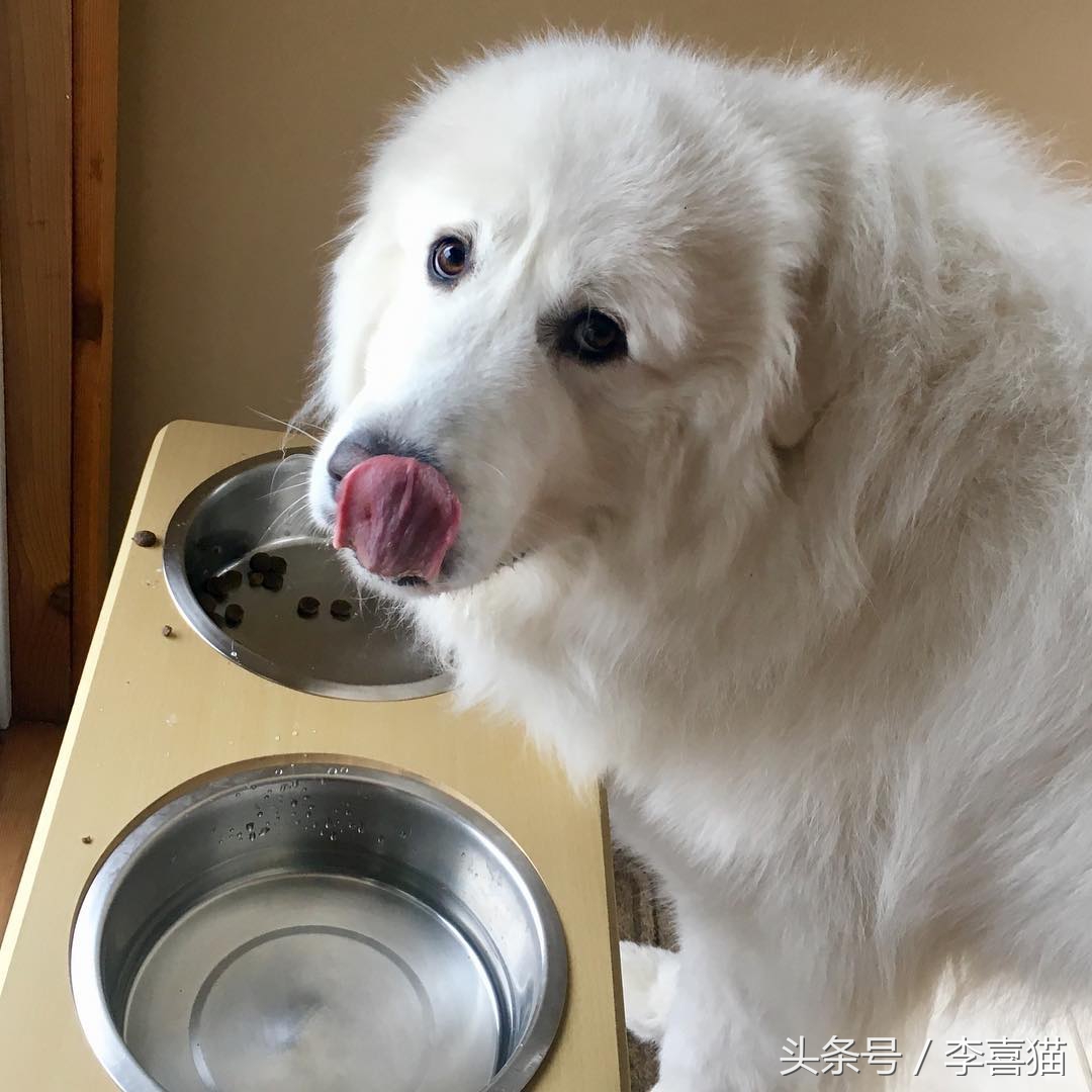 大白熊犬适合农村吗,大白熊犬适合放羊吗