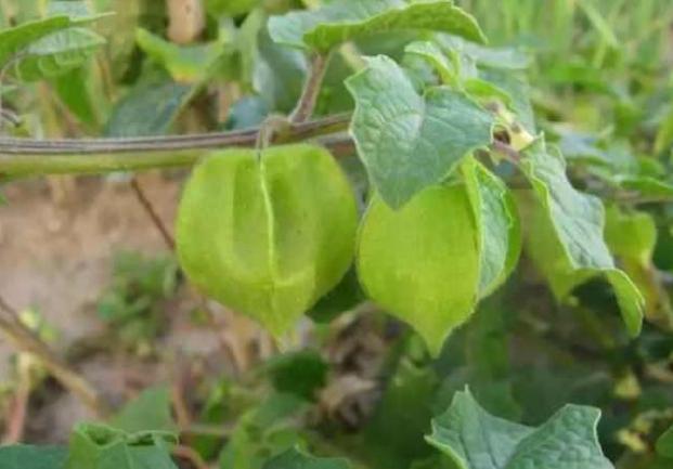 农村有种野草叫鬼灯笼,会长灯笼的野草