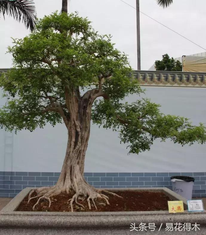 九里香为什么大量掉叶,九里香掉枝掉叶怎么急救