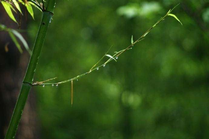 9首与竹子相关的诗词，给你带来仲夏的清凉