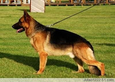 「涵姐说：德国牧羊犬」一篇详细介绍德牧/德国牧羊犬的文章