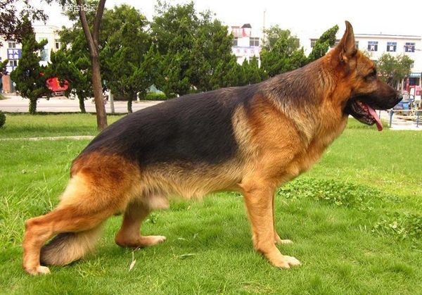 德国牧羊犬和德牧是一个品种吗,德牧和德国牧羊犬是一个品种吗