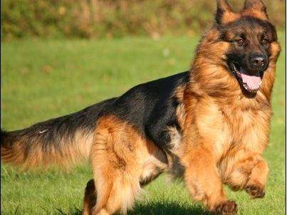 「涵姐说：德国牧羊犬」一篇详细介绍德牧/德国牧羊犬的文章