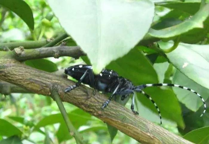 柑橘树干被天牛咬后怎么处理,柑橘天牛钻心虫最佳防治方法