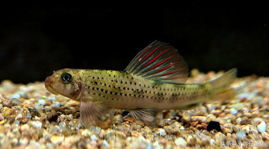 最后悔养的10种观赏鱼,最受欢迎的十种原生观赏鱼有哪些
