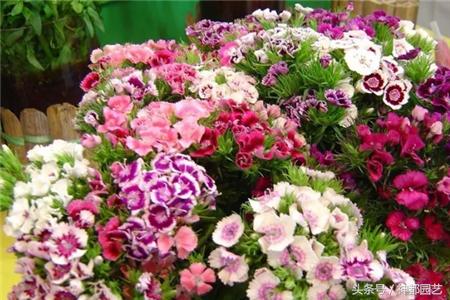 新手适合养的10种花花期长,适合懒人在家养的10种花