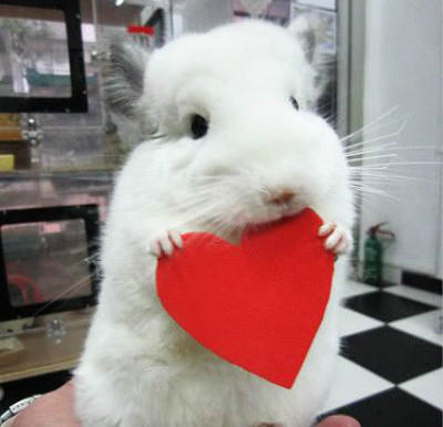 领养龙猫怎么培养,领养龙猫需要多少钱