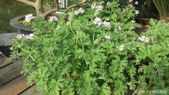 驱蚊子最有效的植物花草,能驱蚊的植物有哪些
