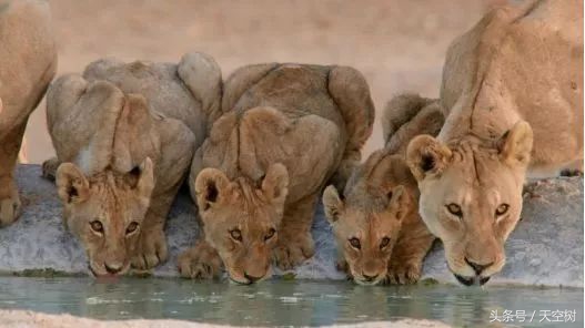 假期一定要给孩子看的20部纪录片,12部适合和孩子一起看的纪录片