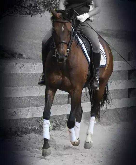 马术顶级骑手缰绳练习,马术骑手手臂和肩膀练习