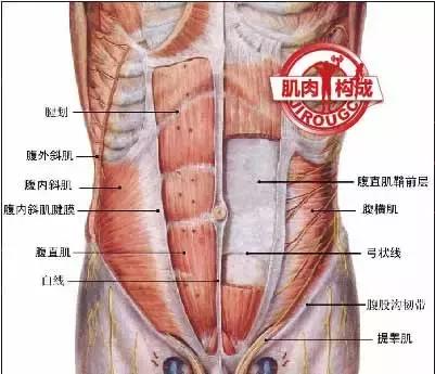 女生腹肌马甲线人鱼线,人鱼线和马甲线女图片