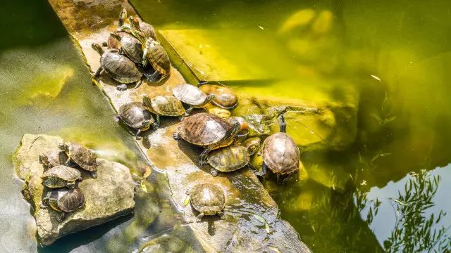 重庆旅游避开网红景点,重庆网红景点轻轨攻略