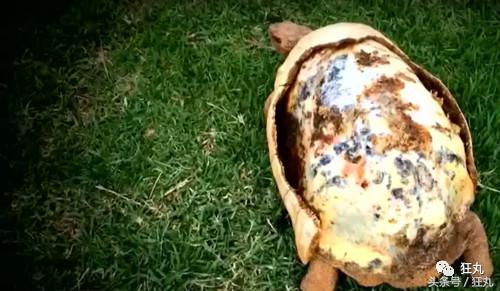 3D打印技术助力先进制造,3d打印帮助动物