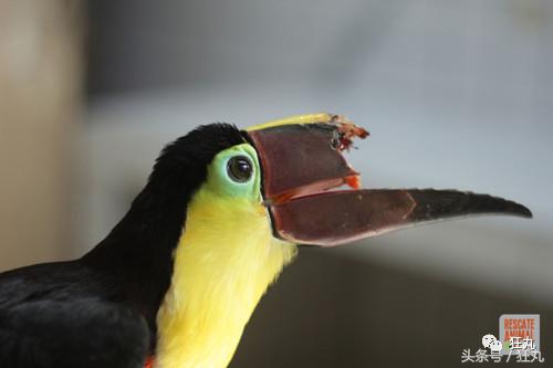 3D打印技术助力先进制造,3d打印帮助动物