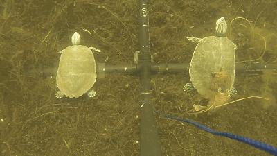 3D打印技术助力先进制造,3d打印帮助动物