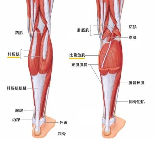 小腿肌肉拉伤症状图片,小腿肌肉拉伤怎么按摩