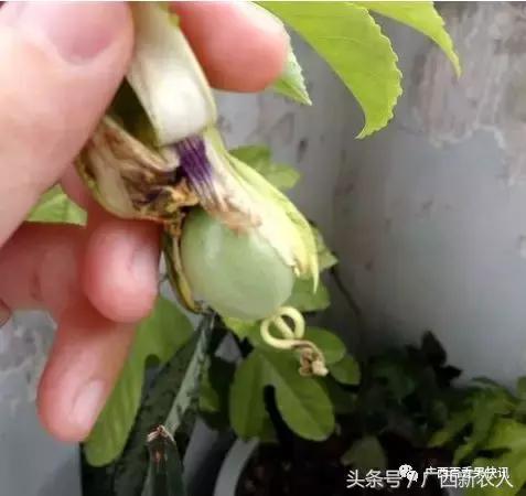 百香果开花结果期间怎样管理,百香果开花结果期间如何管理