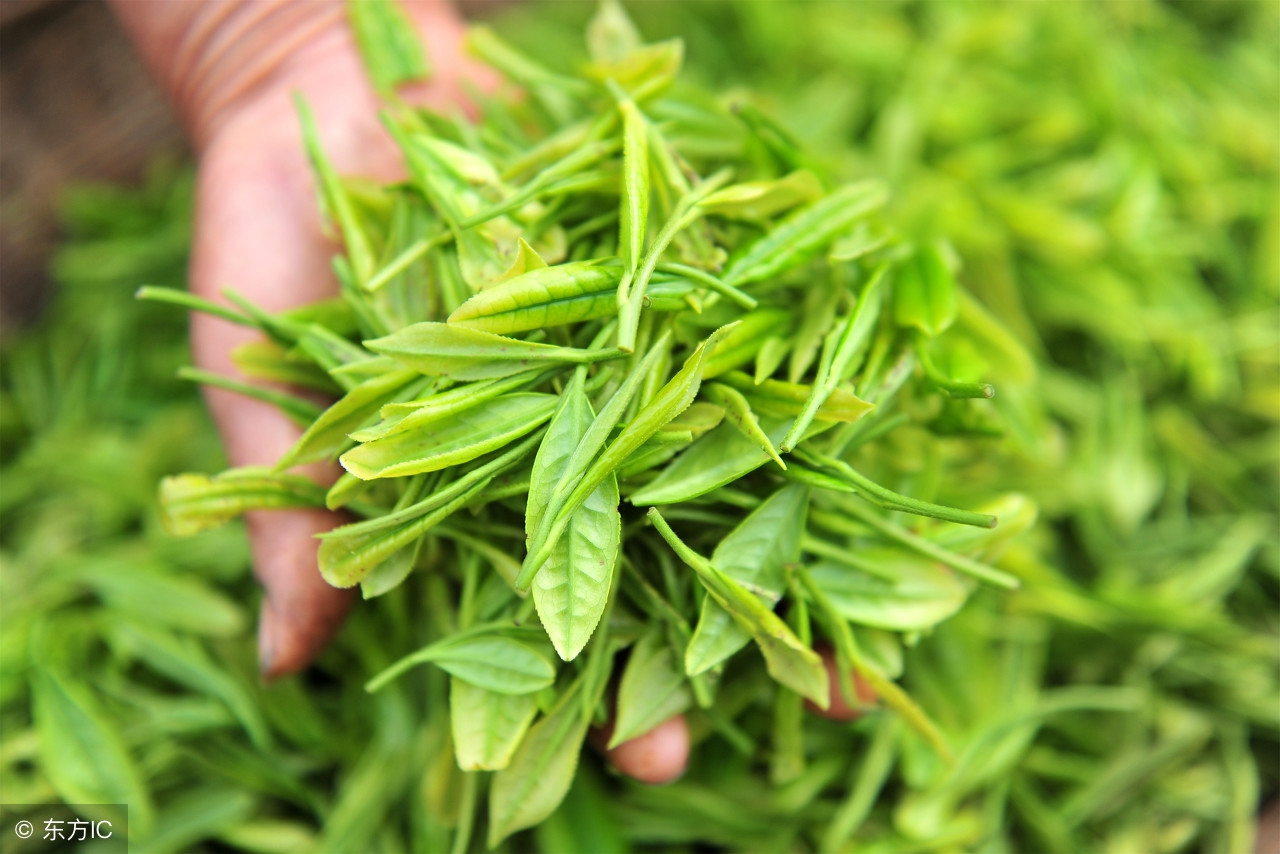 清热去火的茶哪种不伤胃,春天清热去火茶的功效