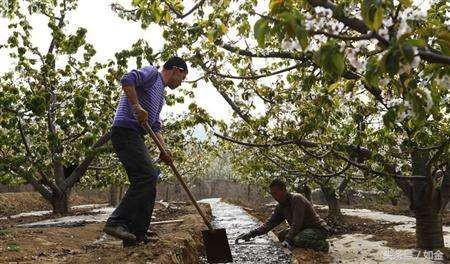 樱桃种植技术的讲解,种植樱桃小技巧小视频