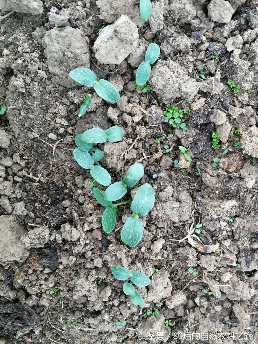 蔬菜种子发芽后几天浇一次水,蔬菜种子如何处理才能发芽