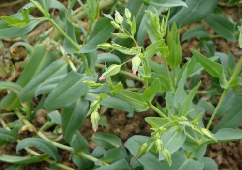 调理女性妇科疾病的药材,中药调理妇科病一般连喝几个疗程