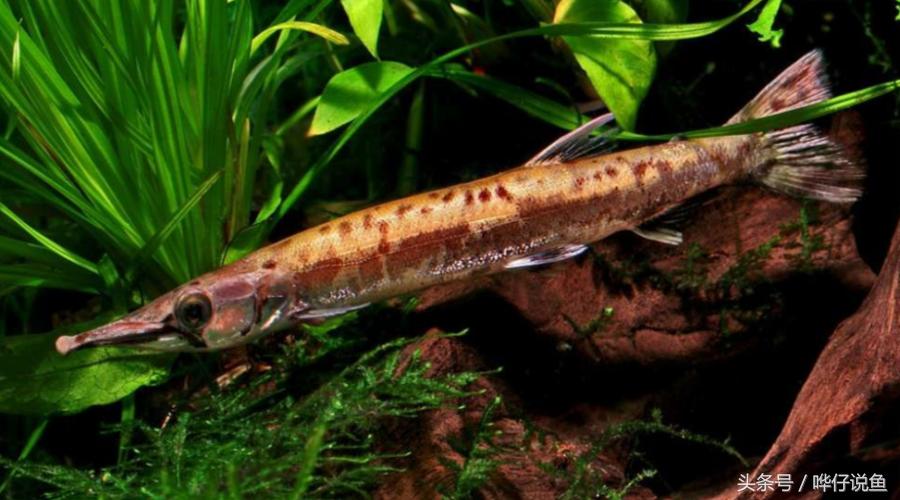 火箭鱼种类大全,火箭鱼有多少品种