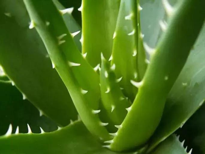 芦荟烂根叶子全掉了怎么能救活,芦荟烂根怎么补救最快
