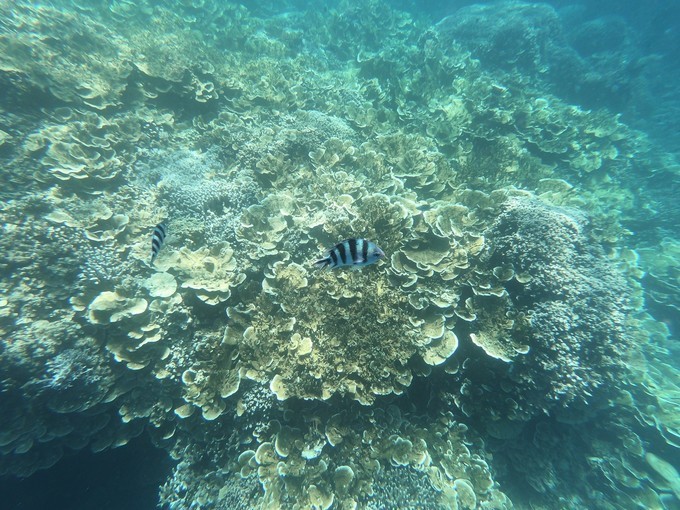 帕劳的海景风光给人美的享受,帕劳的海洋和沙滩风景图片