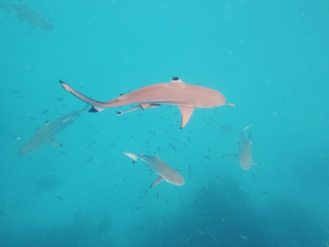 帕劳的海景风光给人美的享受,帕劳的海洋和沙滩风景图片