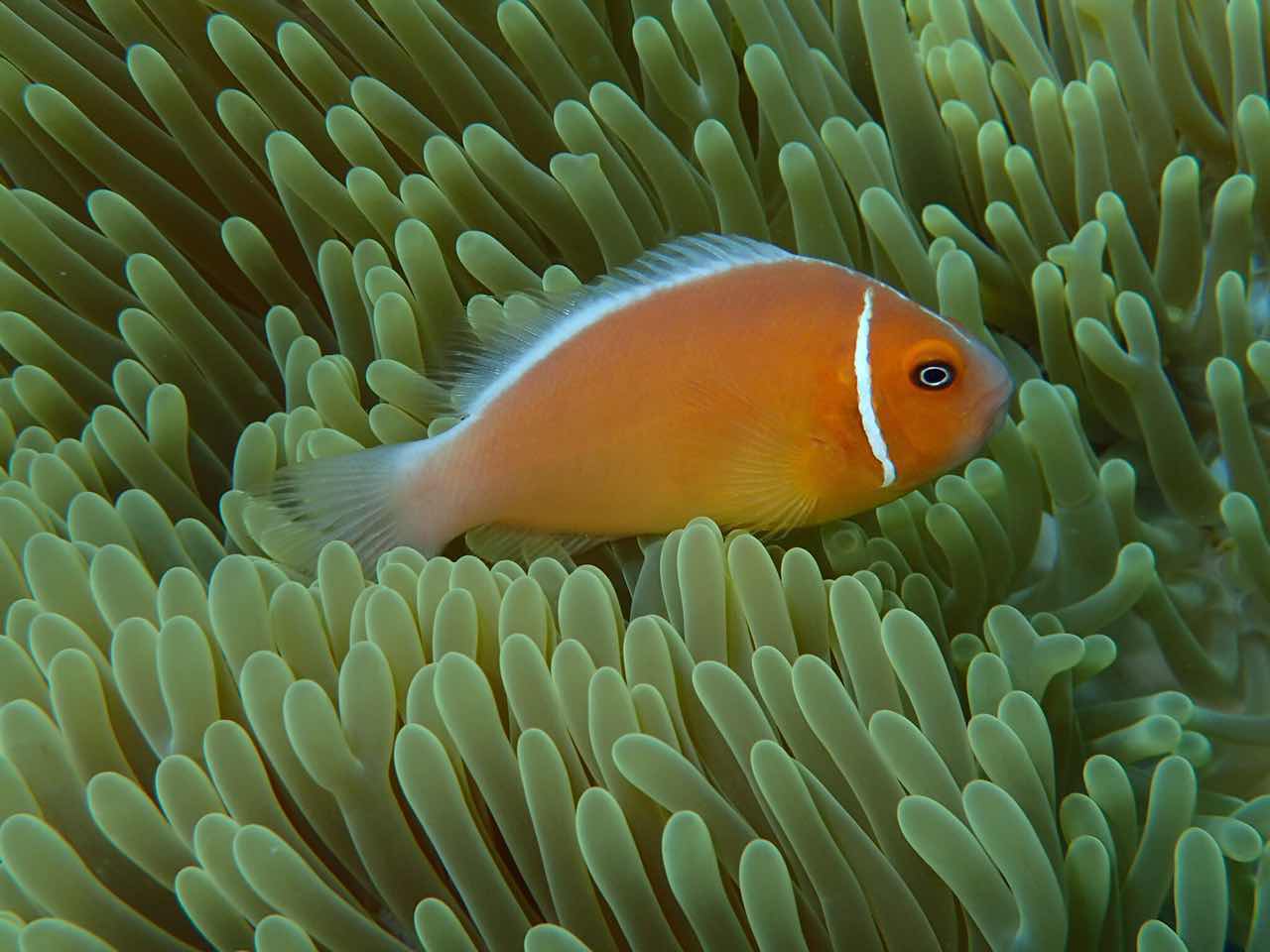 帕劳的海景风光给人美的享受,帕劳的海洋和沙滩风景图片