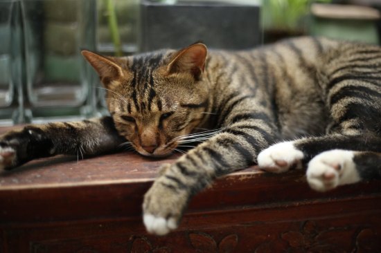 宏村张公馆：唯一能看到全村景色的民宿，住进明清300年的时光里