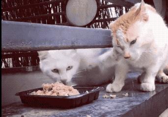 猫咪一直闻食物但是不吃,猫咪突然对它常吃的东西不感兴趣