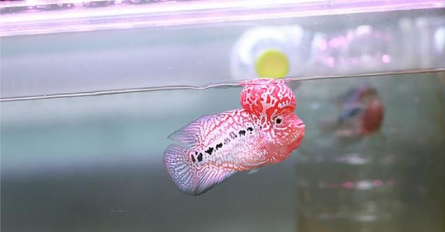 心脏缺氧是什么原因造成的,总感觉缺氧打哈欠是什么原因