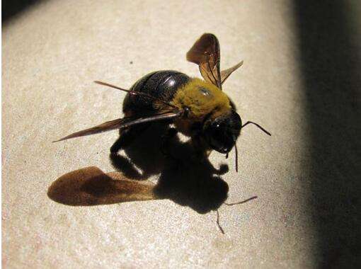 蜜蜂蛰着怎么处理,被蜜蜂蛰了怎么处理蚂蚁森林