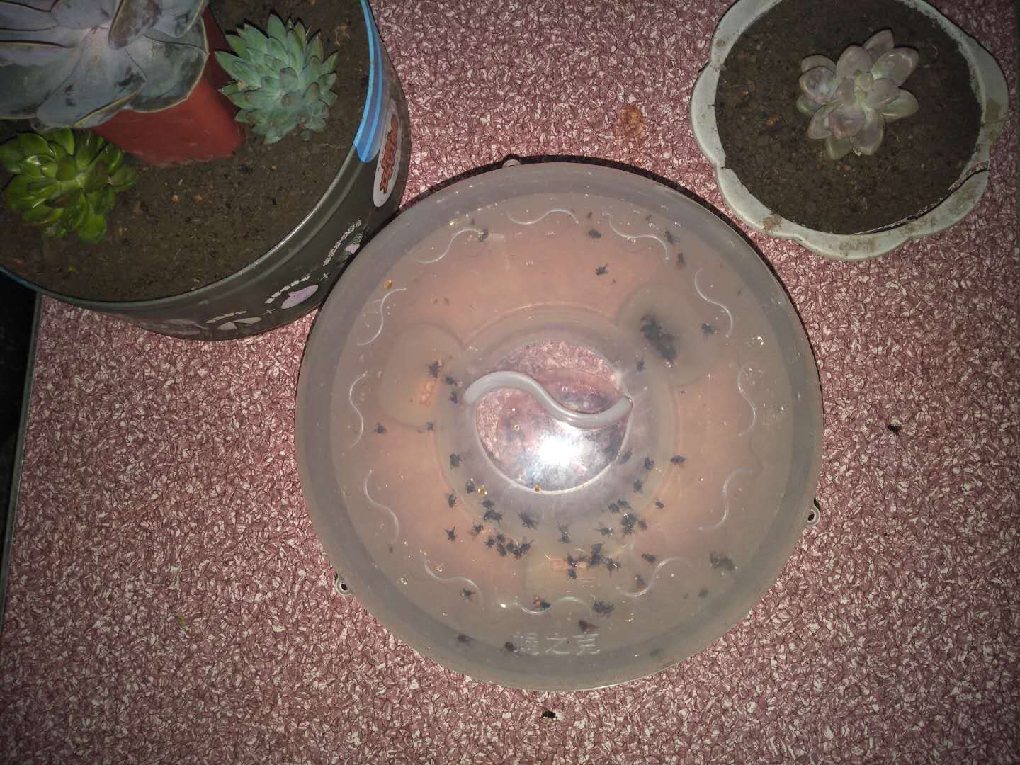 夏天来了院子的苍蝇,夏天来了农村蚊子多怎么有效解决