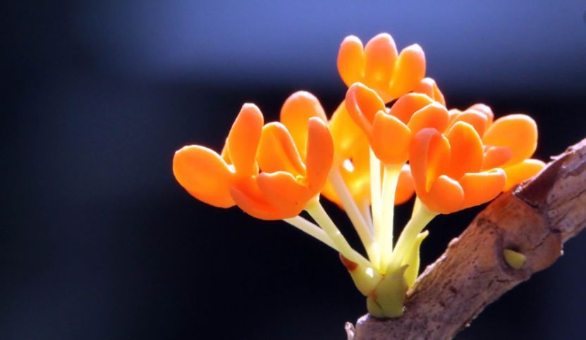 魏子昌经典诗词,魏子昌律诗全集