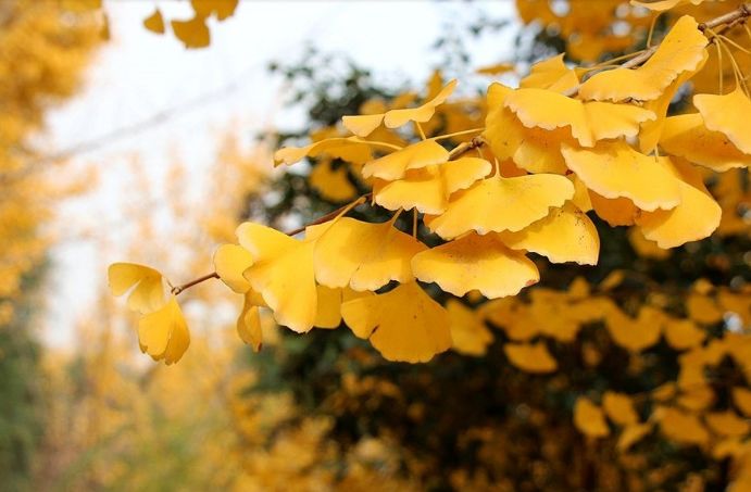 魏子昌经典诗词,魏子昌律诗全集