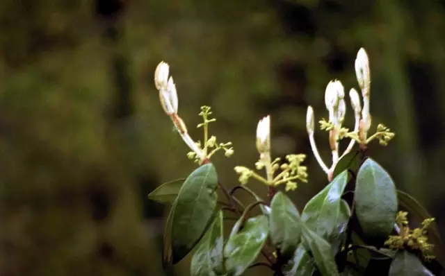 白云峰是做什么的,白云峰干嘛的