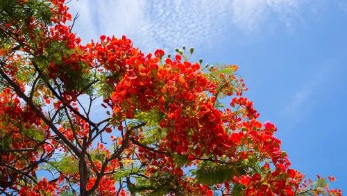 华侨城中学在哪里,华侨城中学口碑怎么样