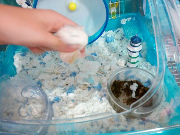 仓鼠要怎么拍才会很可爱,怎么给仓鼠拍好照呢