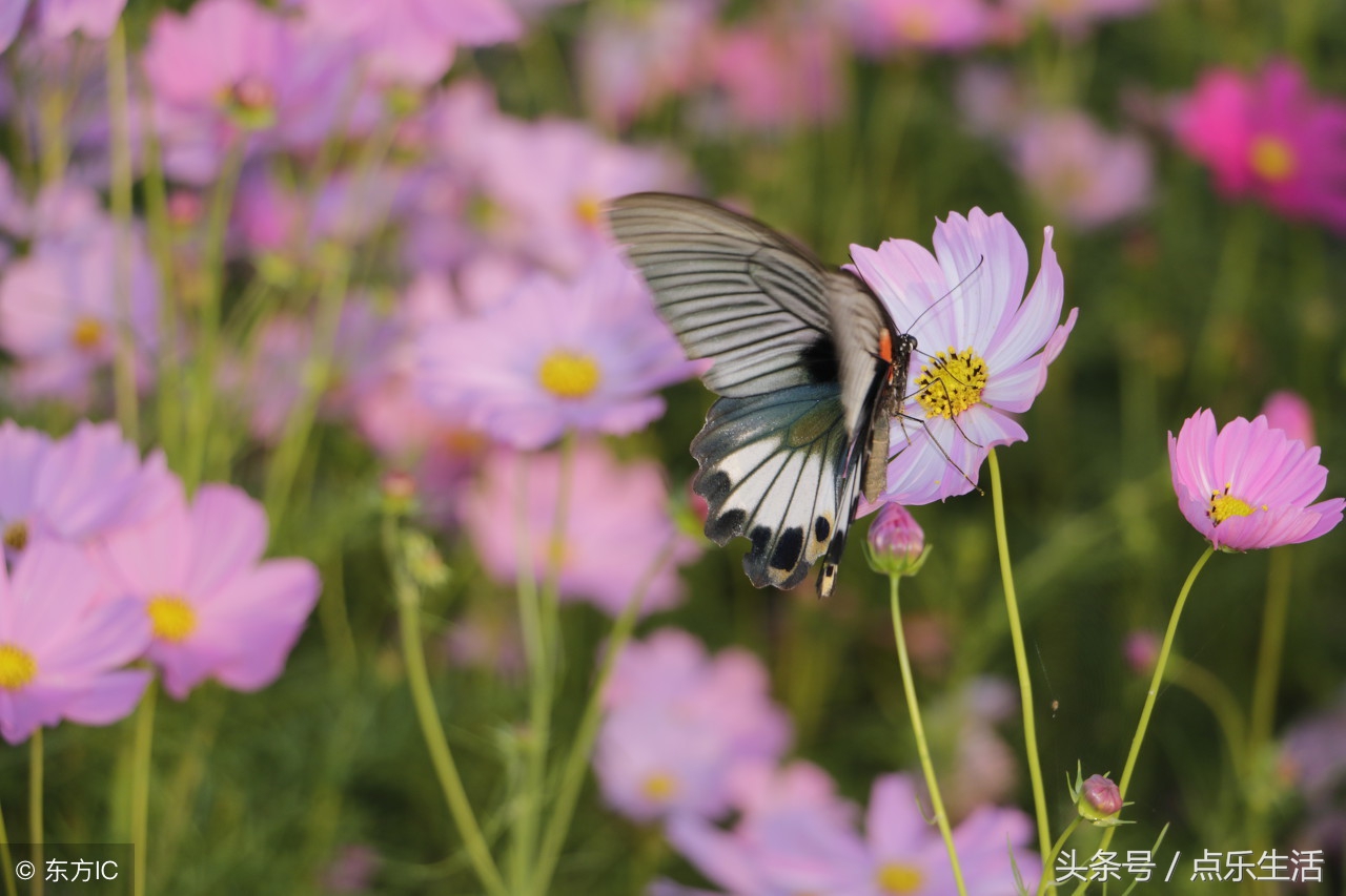 今天一定要把这10个福送给母亲，错过了，你又得等上一年！